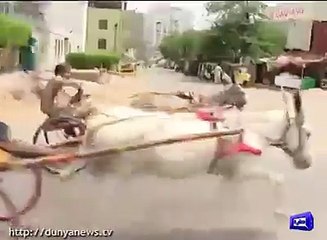 کراچی میں گدھا گاڑیوں کی انوکھی ریس۔۔۔