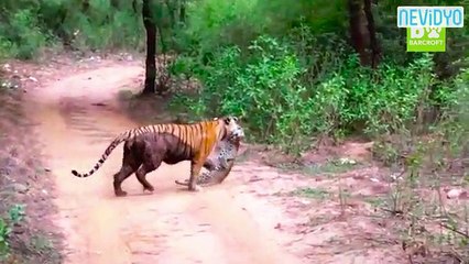 Kaplan ve leoparın ölüm kalım savaşı (+18)