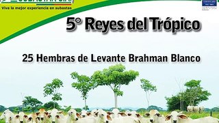 25 HEMBRAS DE LEVANTE BRAHMAN BLANCO