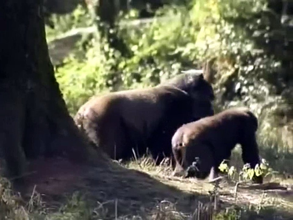 Le crépuscule des crapules