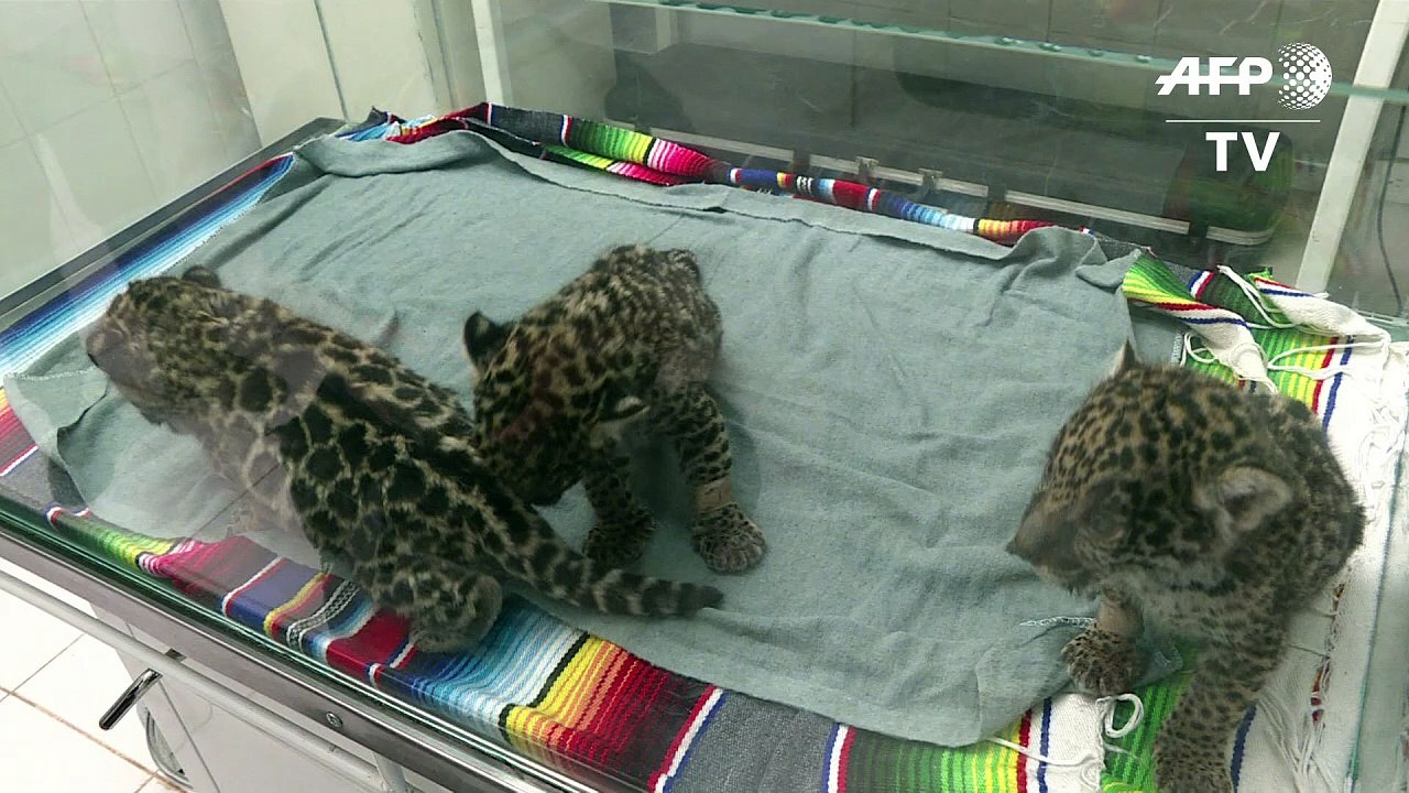 Mexikanischer tierpark zieht baby-jaguare auf