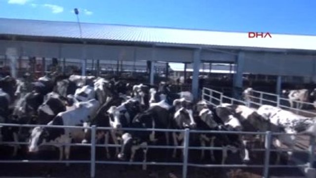 Sütaş Fabrikası'nın Biyogaz ve Elektrik Enerjisi Üretim Tesisleri Açıldı -1