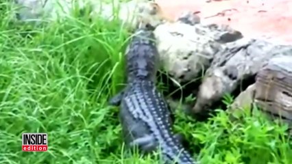 Shocking Video Shows Disney Employee Fighting Alligator Near Splash Mountain