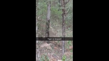 Tigervsleopard-Sariska tigress wins clash of the titans_trendviralvideos