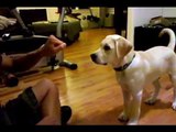 16 week labrador retriever puppy dog training and tricks
