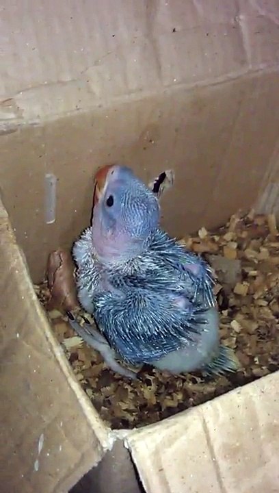 Sweet Parrot
