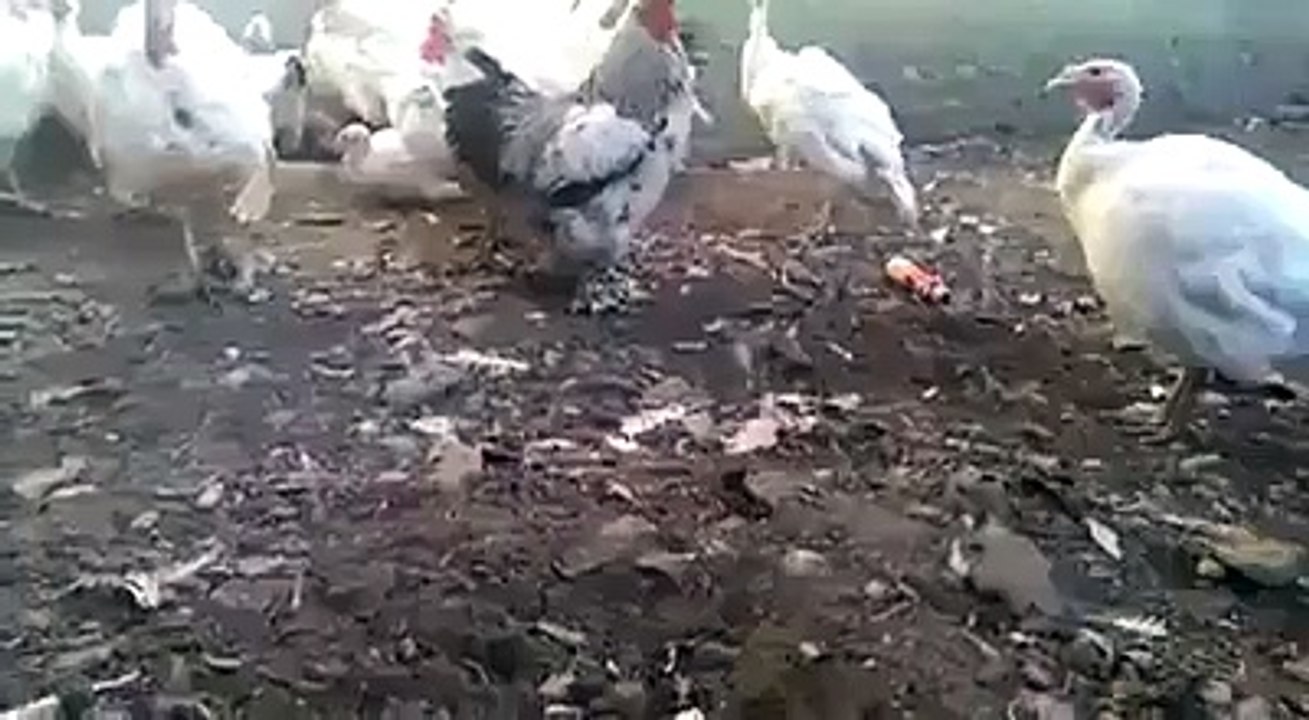 (1) ایک بار دیکھیں بار بار دیکھیں گے اور گارنٹی سے... - Uos university of sargodha