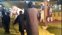 Pakistan Beautiful Horse Dance