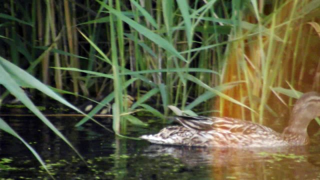 Утка с маленькими утятами. Duck with ducklings