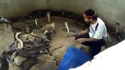 Brave Man lives with Snakes