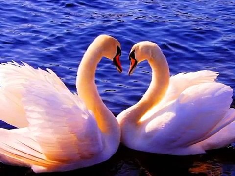 Александр Дюмин - Журавли