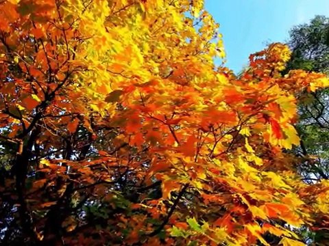 Александр Дюмин - Белая берёза