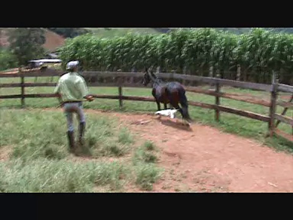 AGUIA   EGUA DA CAÇADA DO VOVO GENINHO (HJ COM 28 ANOS)