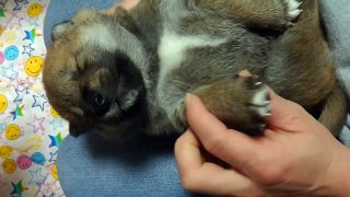 柴犬モモ　子犬生後19日目 2