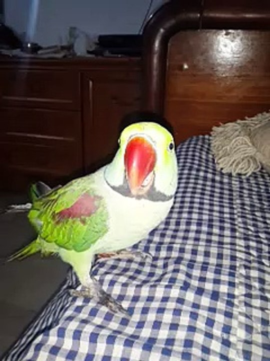 Talking Parrot