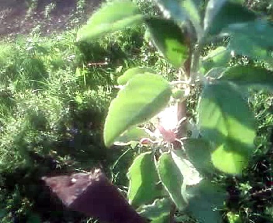 Prima floare