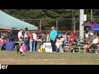 USDDN International Finals Super-Pro Division October 19, 2008 Ron Watson and EZ Rider