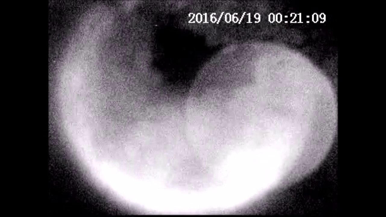 Chat ou renard suivi d'un orbe en mouvement tout près de la caméra à vision nocturne.