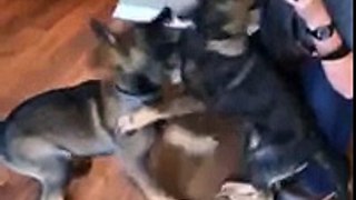 Havok and Quinine | German Shepherd puppy littermates | 15
