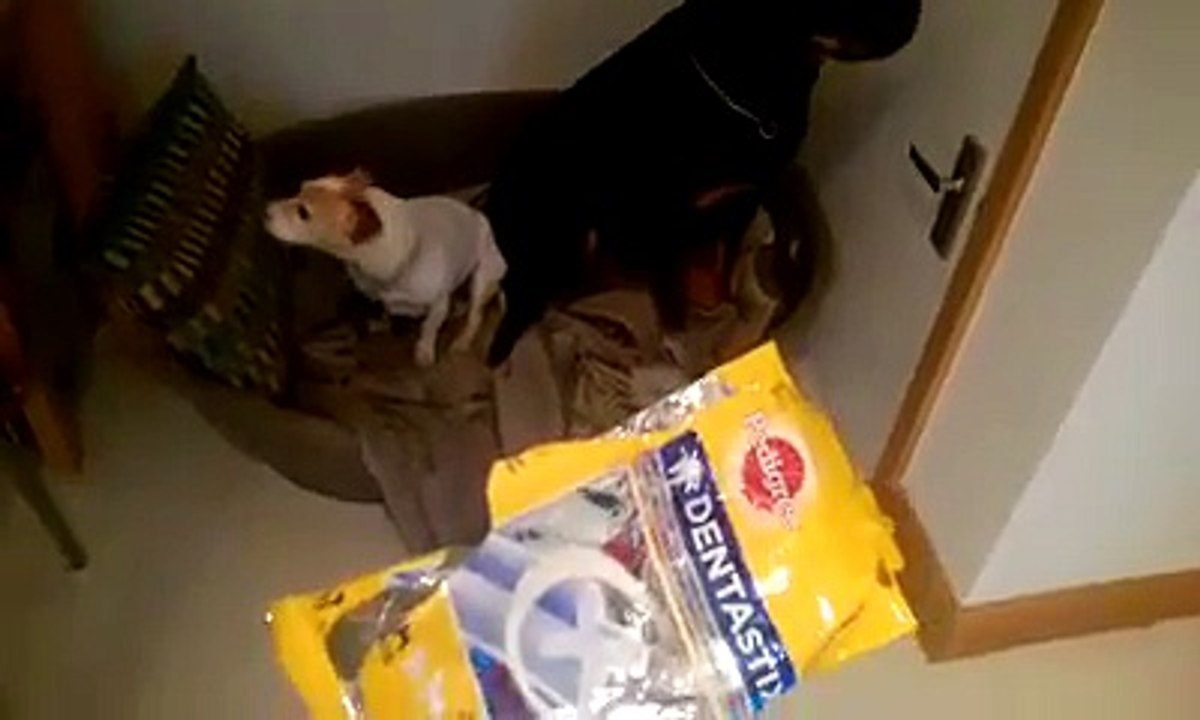 Deux chiens ont mangé tous les Dentastix
