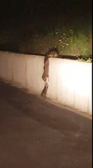 Travail d'équipe de ratons laveurs pour monter sur un mur
