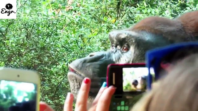 wild animals & Kids At The Zoo- Rainforest and African animals