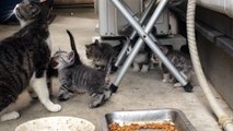 【子猫を連れて来た！】Mother cat brought 5 kittens！【デブねこ王子021】