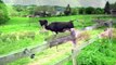 Enfermées durant toute leur vie, admirez la réaction de ces vaches qui voient du gazon pour la première fois!