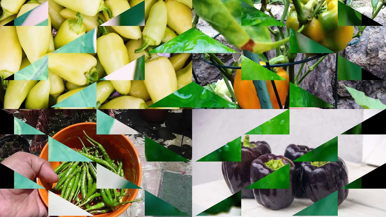 Pepper Growing Tips - The Complete Guide To Growing Great Peppers
