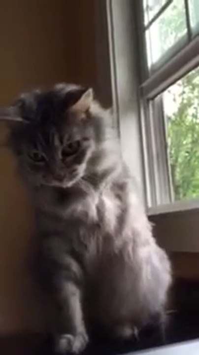 Cat Tries To Use Missing Leg While Playing