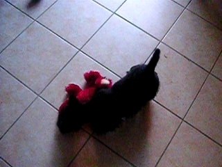 bout de zan du moulin de mac gregor