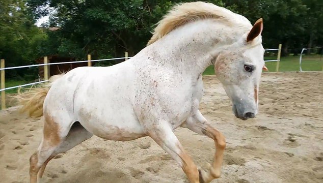 Rond de longe au gite équestre Le Relais d'En Lanet