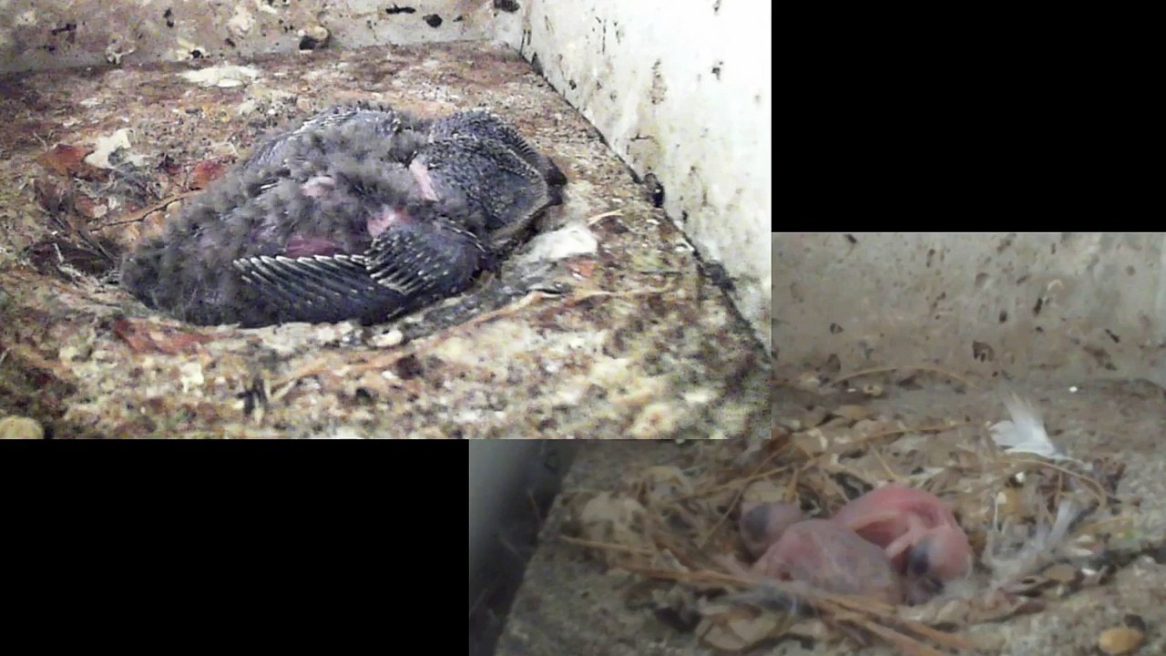 Mauersegler Nestcam 2016.18a - 19. Juni - Eltern auf Futtersuche