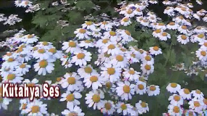 PAPATYA ÇAYI İLE HANGİ RAHATSIZLIKLARDAN KURTULABİLİRİZ !!!