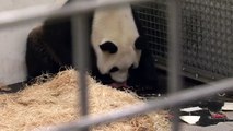 Naissance d'un bébé panda géant en Belgique