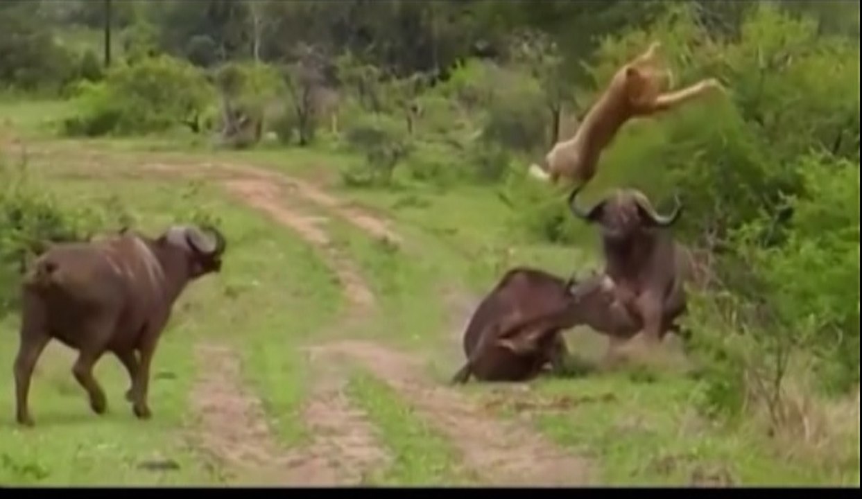 Most Amazing Biggest Wild Animal Fight #2