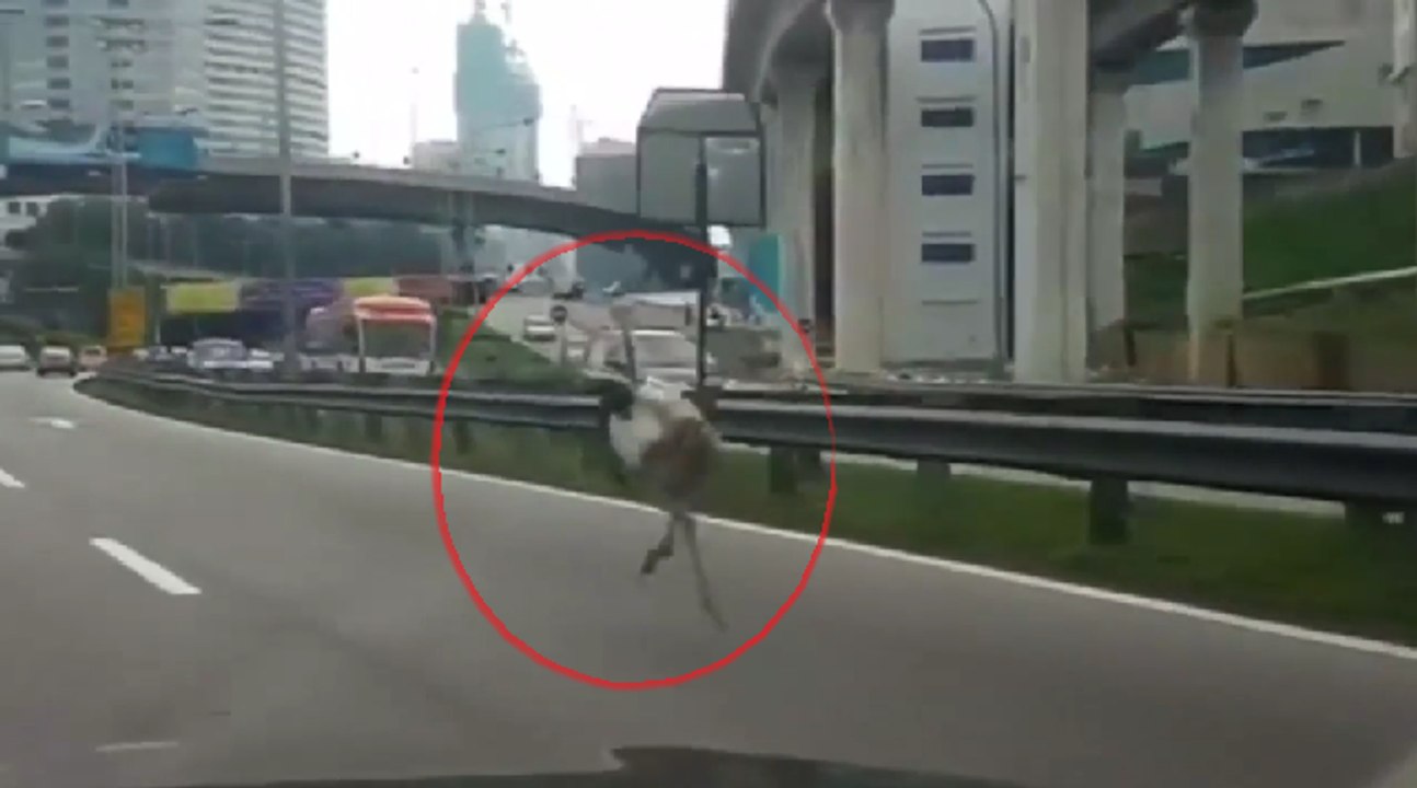 Runaway ostrich sprints down highway