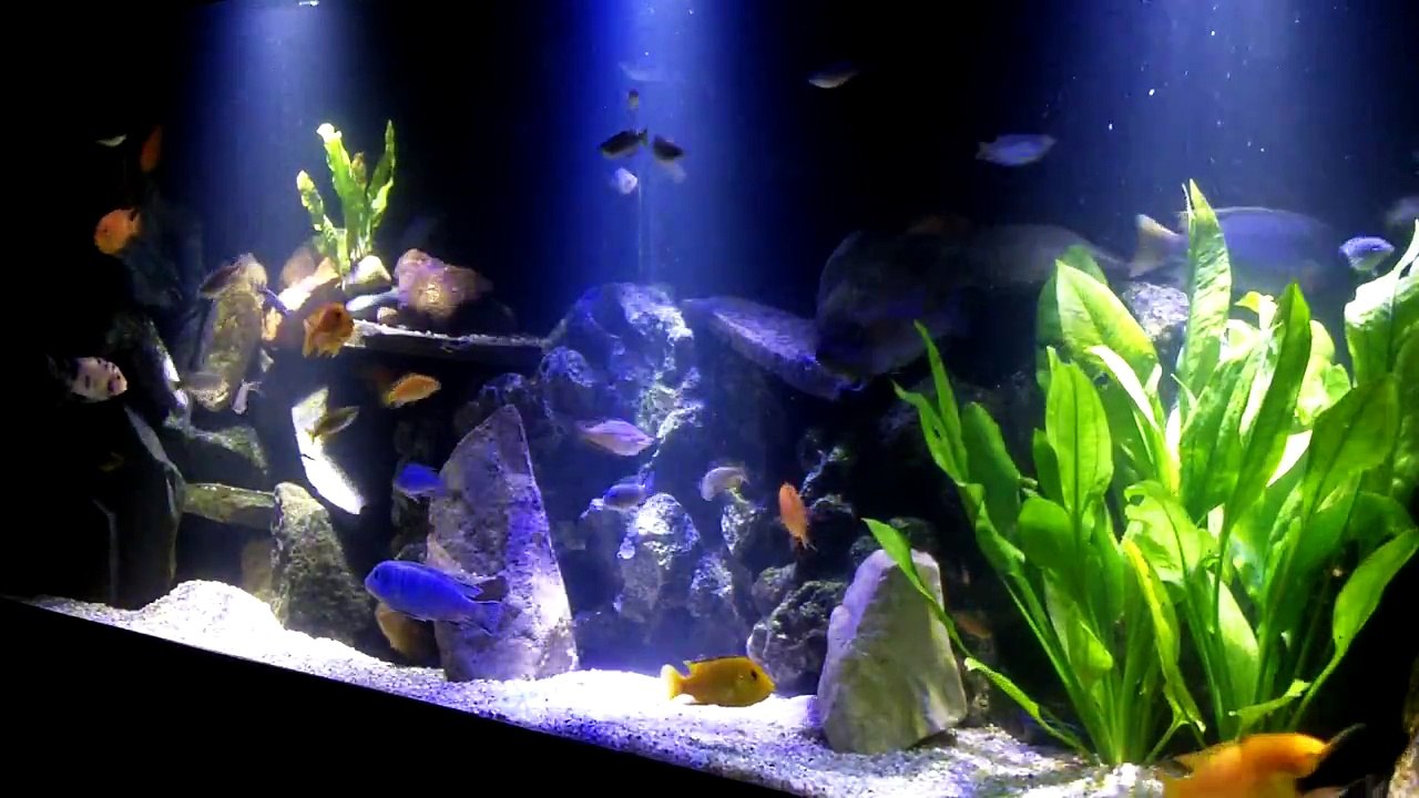 15) Post-Feeding - 1080p