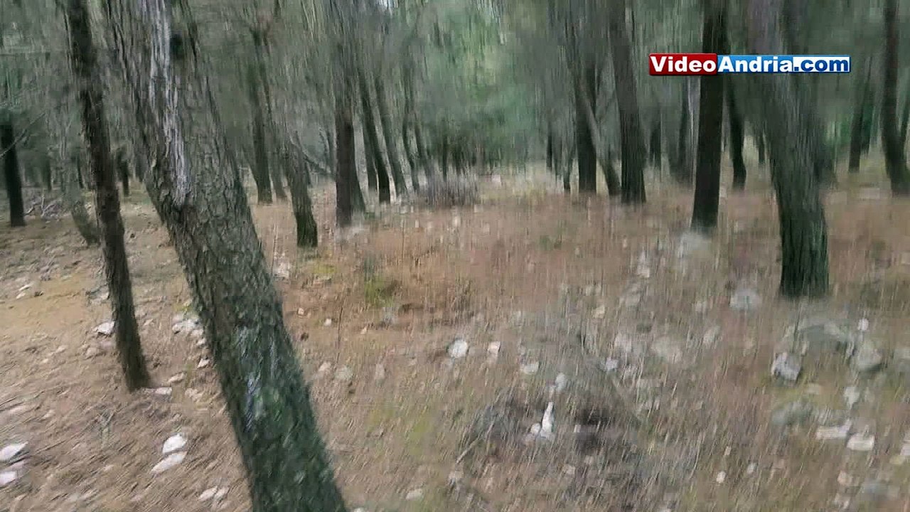 Andria: chi o cosa ha sradicato questo albero a Castel del Monte?