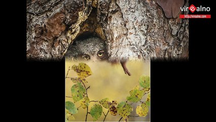 Cutest captured animals! A must see!!!