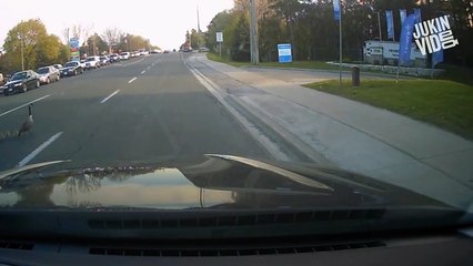 La maman voit une femme prendre ses bébés, mais elle va vite le regretter!