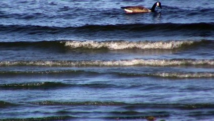 la malbaie les bernaches