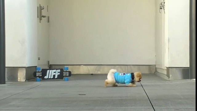 jiff funny cute dog amazing tricks video