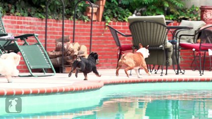 Katy Perry - This Is How We Do (Cute Puppy Version)