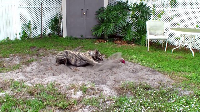 Happiest Greyhound in America - Dirty Dog - Too Cute - Crazy Dog - Greyhound Dog - Rescued Greyhound