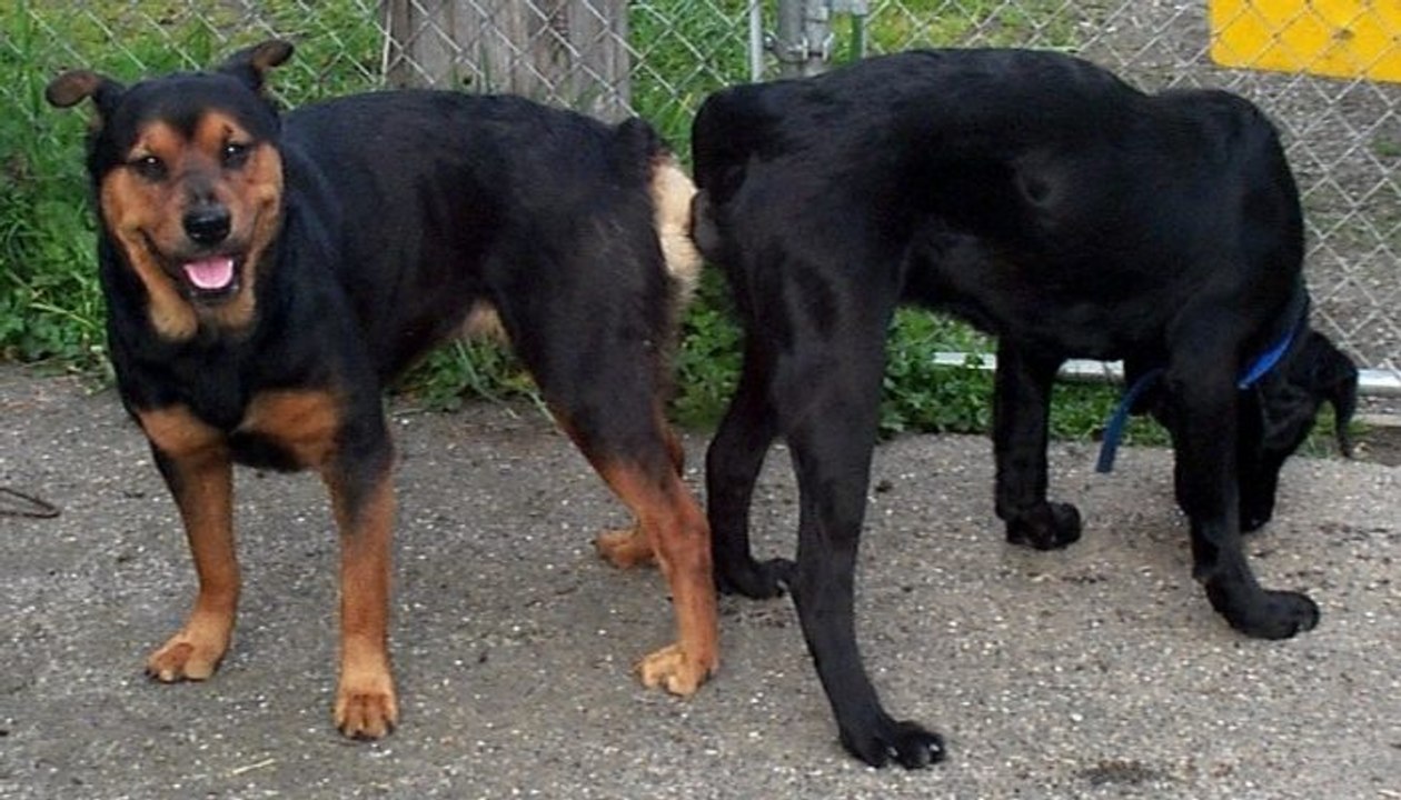 Dog Mating up Close and Hard For a Long Time Funny Animals Mating Compilation 2016