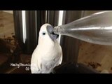 Thirsty Cockatoo Drinks From Plastic Bottle