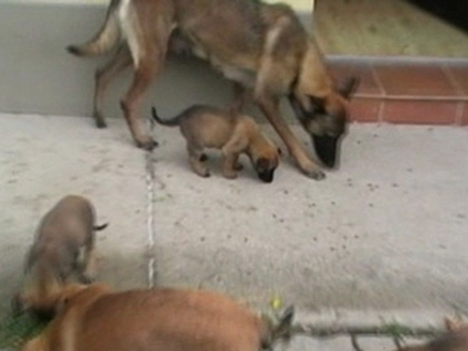 A-Wurf Fährtenaufbau/Rudelverhalten