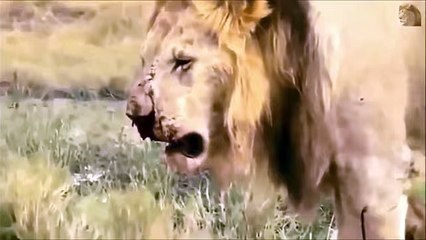 أقوى فتراس مرعب الضحية الحمار الوحشي -- Lion and crocodile vs. Zebra - YouTube