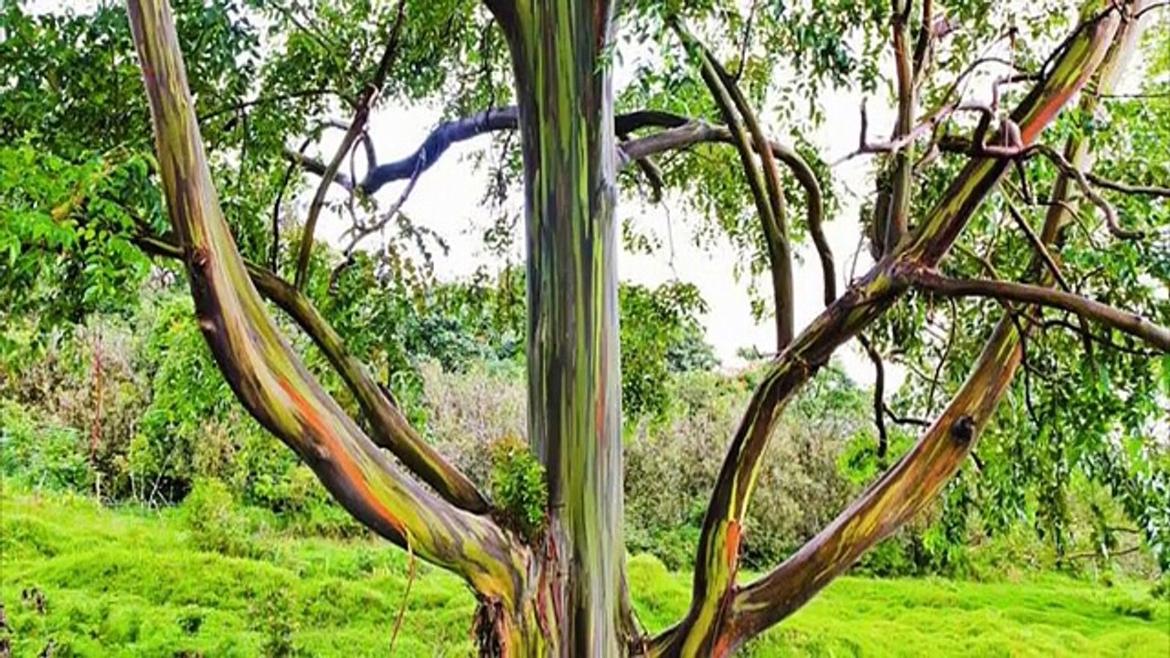un arbre aux couleurs d'arc en ciel - vidéo Dailymotion